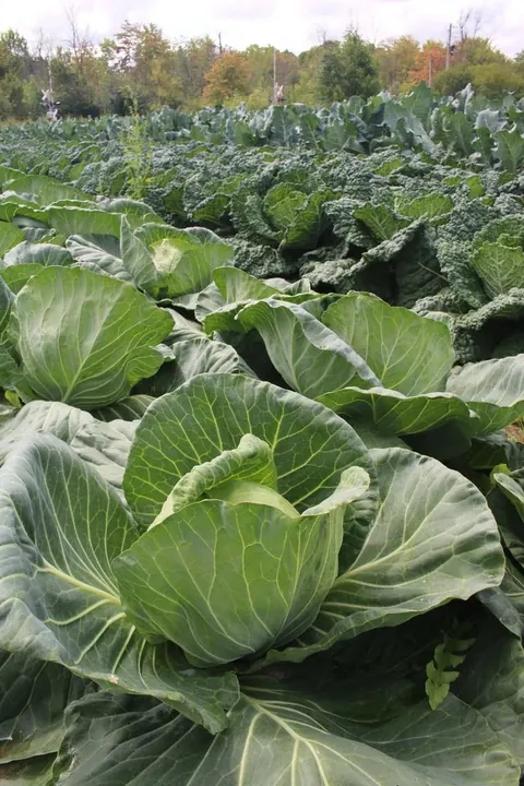 Cabbages for sale.